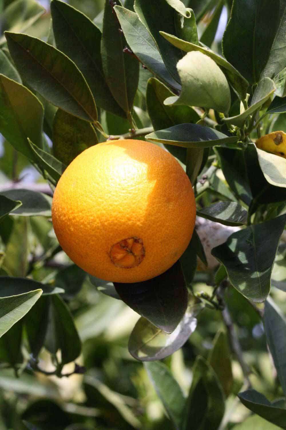              Fruit (Frost Navel, Riverside, CA)       